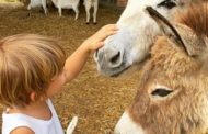 Al via i campi estivi per bambini al Castello di Malpaga